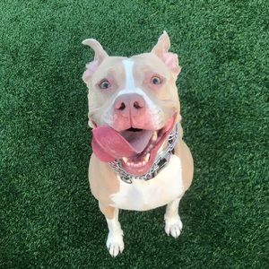 Meet your Posher, Gregory